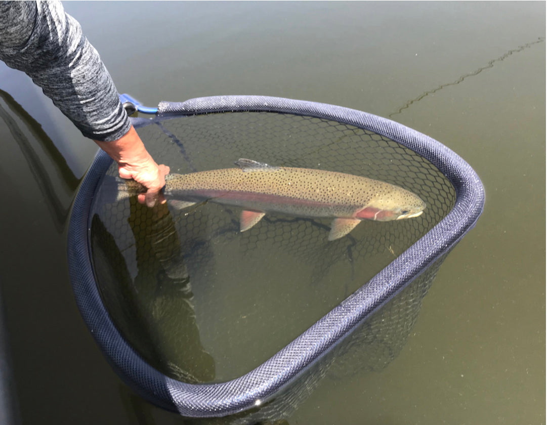 Someone is holding onto the tail of a rainbow trout that is caught in a net 