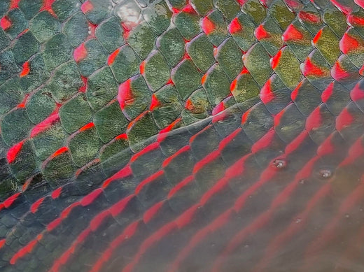 トップブリッジ　FLAT ARAPAIMA トップブリッジ FLAT ARAPAIMA BIG KASEKI TOPBRIDGE フラット