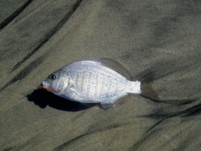 Barred Perch in the Southern California Surf