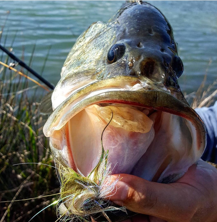 Bass with a lure in its mouth