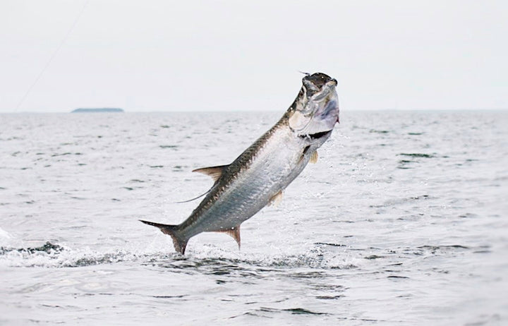 Tarpon jumping out of the water