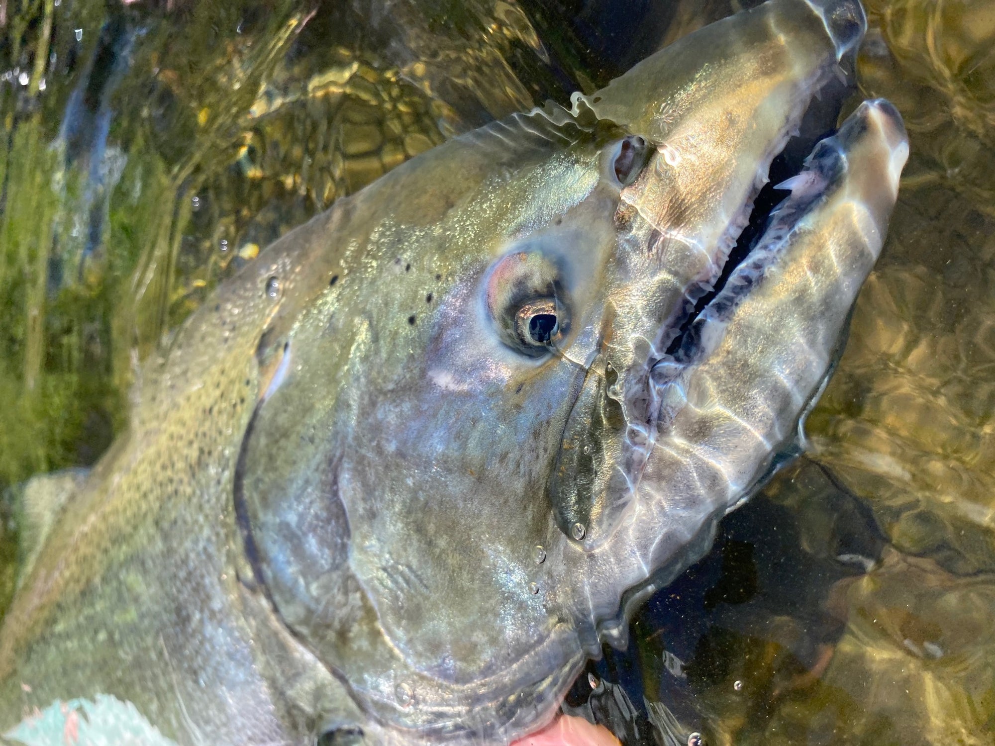 Salmon Steelhead - Freshwater Floating Fly Line – Cortland Line