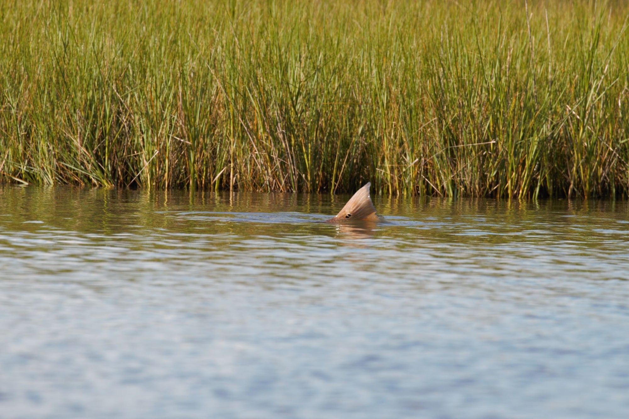 A redfish&#39;s tail is poking out of the water. 
