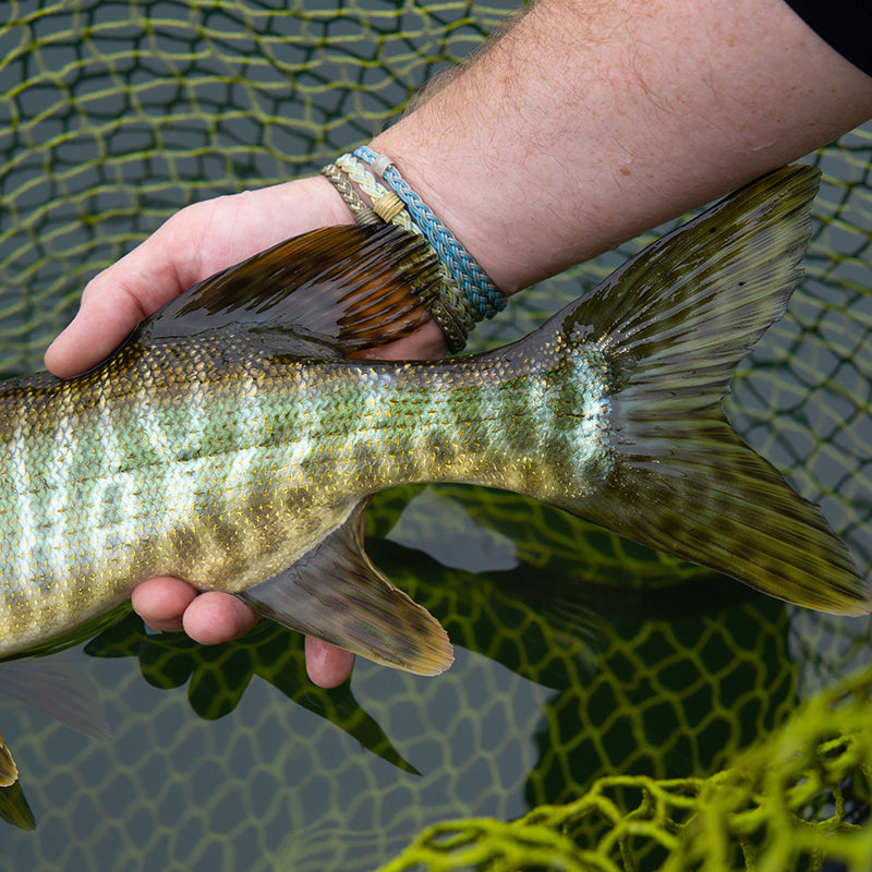 Someone holding onto a musky in a fishing net