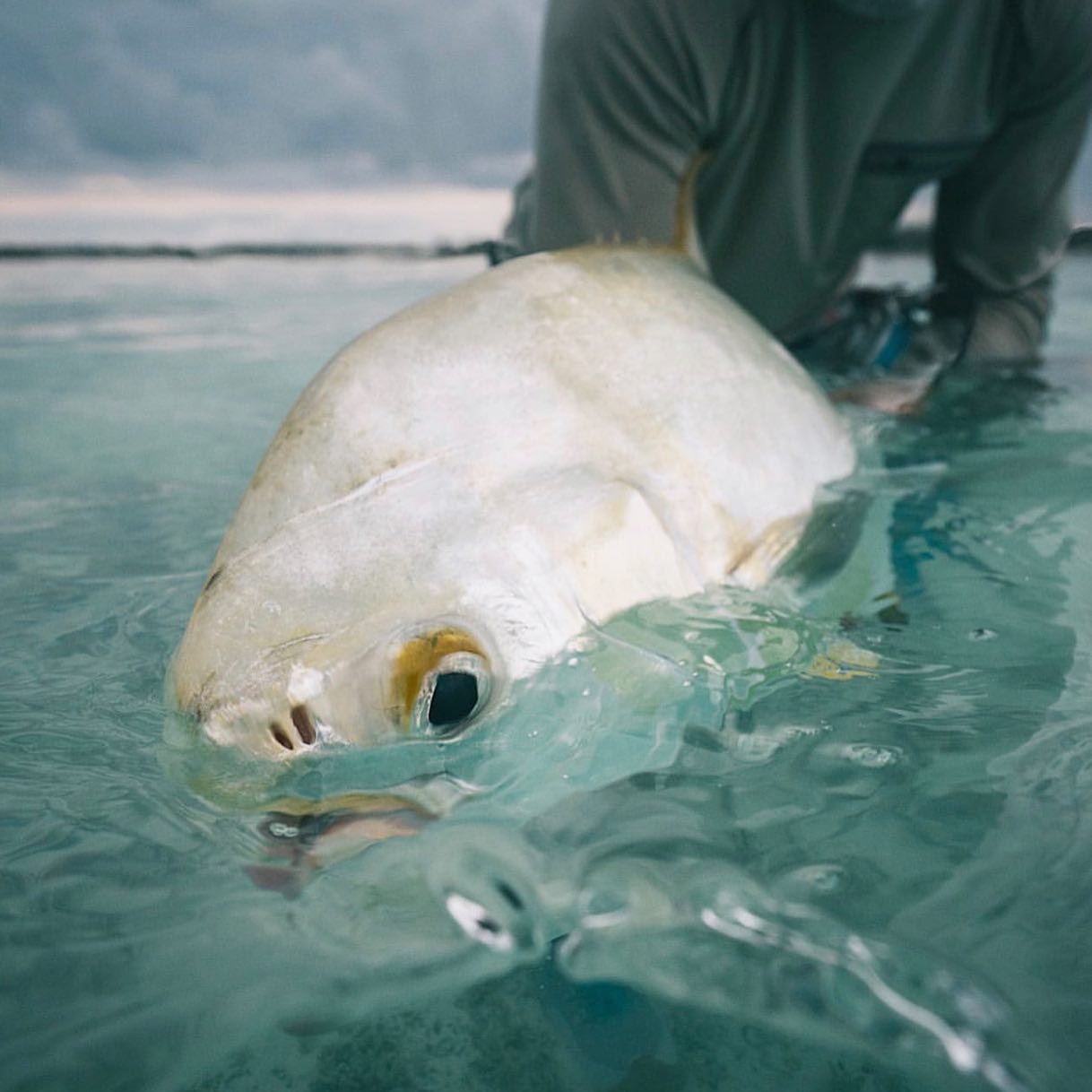 Someone is kneeling down in water and holding onto a white fish. 