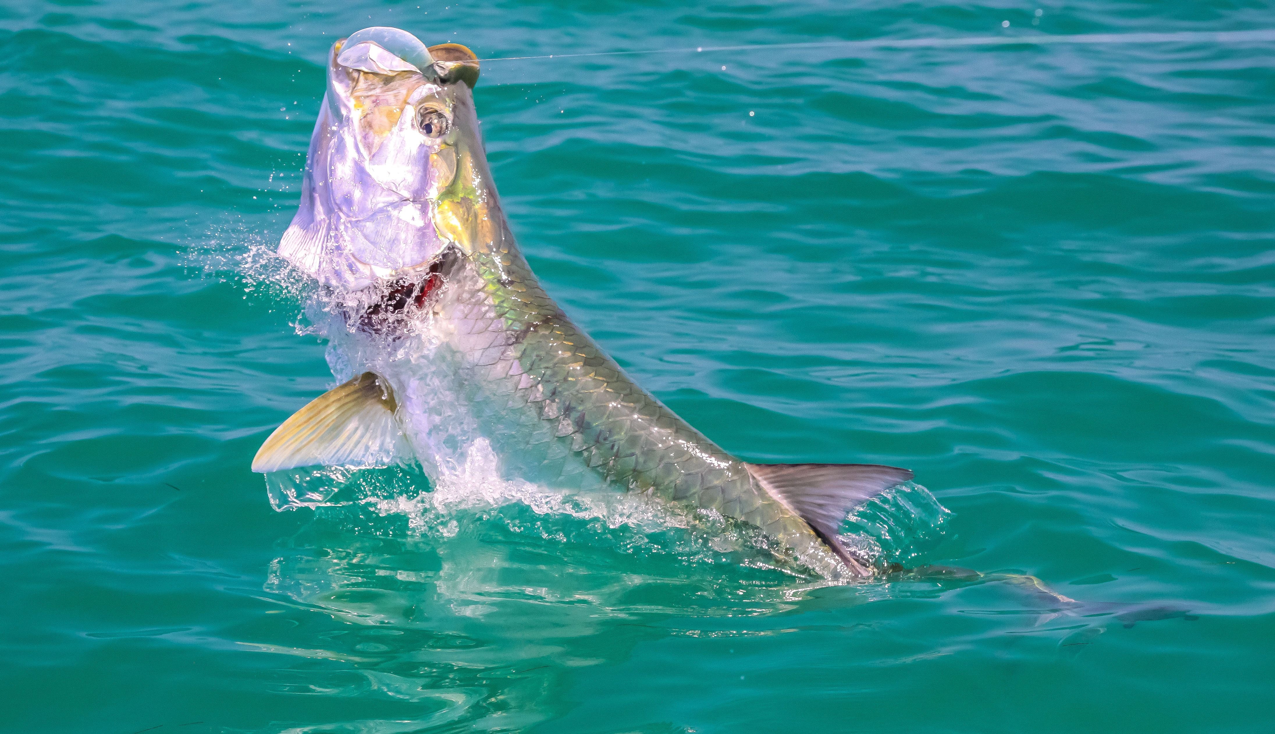Tarpon Taper Clear Fly Line | Cortland Line Performance Gear